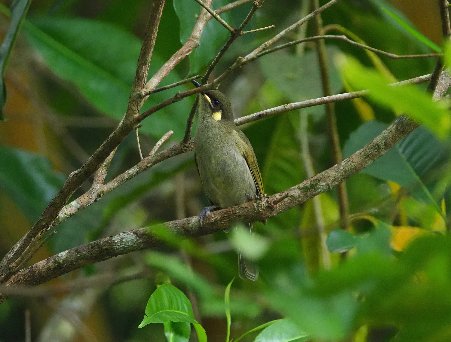 image Yellow-spotted Honeyeater